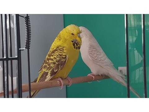 Dişi jumbo, erkek teksas taşıyıcı muhabbet kuşu