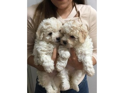 Maltipoo köpeği yavruları