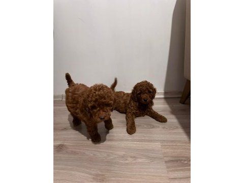 1 dişi 1 erkek lekesiz red brown poodle yavruları