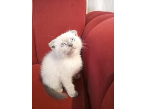 İzmir üçyol scottish fold kedilerim