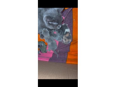 Baba scottish fold anne british shorthair saf kan yavrular