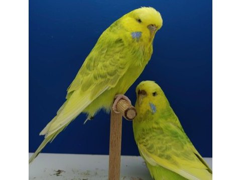 Satılık jumbo- bakıcı kuşlar, kümes satılıktır