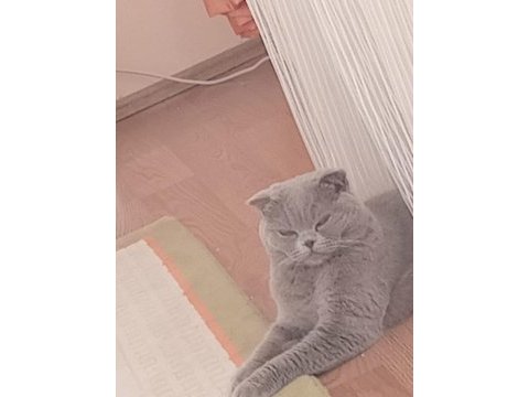 Scottish fold dişi 1,5 yaşında