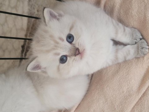 British shorthair kedilerim