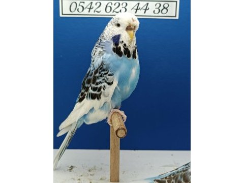 Satılık jumbo- bakıcı kuşlar, kümes satılıktır