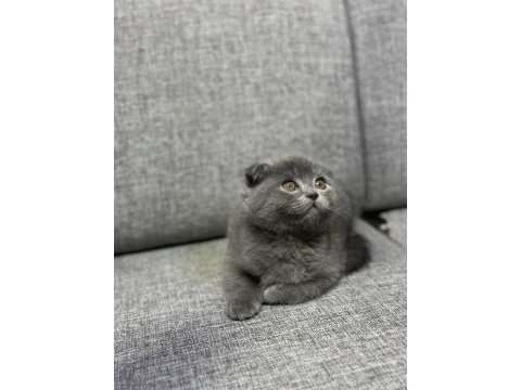 Safkan scottish fold yavrularımız