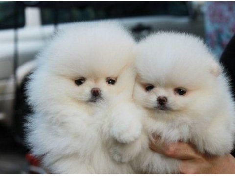 Pomeranian bebeklerimiz eva pet market farkı ile