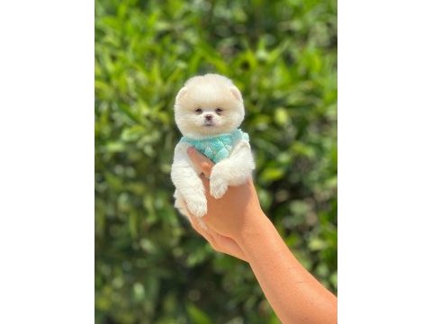 Pomeranian bebeğimiz