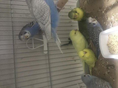 Renk güzeli muhabbet kuşu bebekler