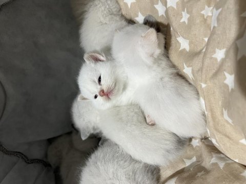 British shorthair beyaz kedimiz