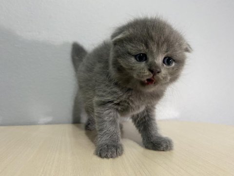 Scottish fold kül rengi yavru kedi