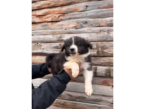 Mükemmel kalitede border collie bebekler