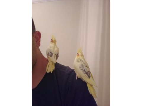 40 günlük ev üretimi sultan papağanı yavrulari