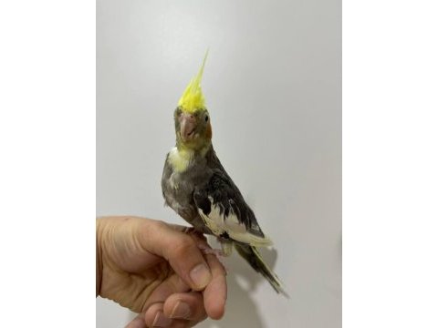 Eğitimli yavru sultan papağanları 3