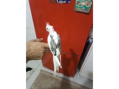 Sultan papağanı hewi albino lutino