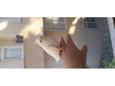 Dişi albino sultan papağanı