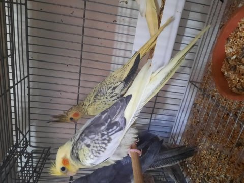 Rengarenk sultan papağanı bebekler