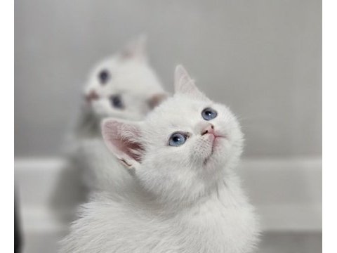 Aile sıcaklığında büyüyen scottish fold british yavrular