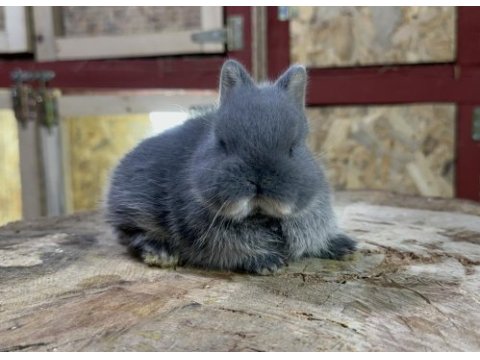 Hollanda cüce tavşan blue otter