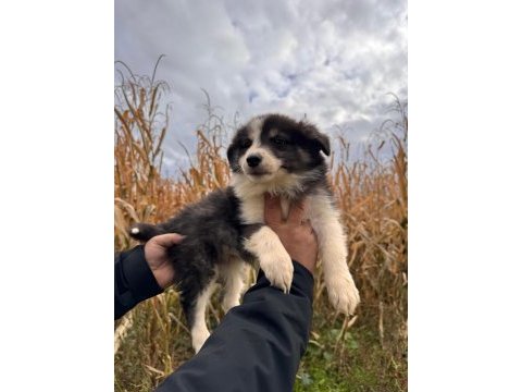 Mükemmel kalitede border collie bebekler