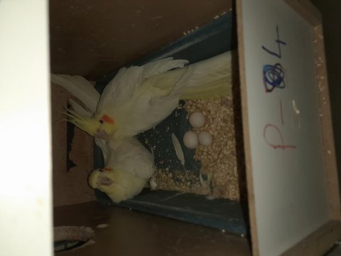 3. kuluçkada yumurtali lutino takım sultan papağanı