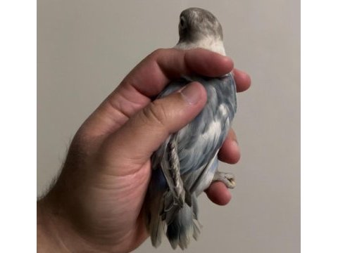 Bebek mutasyon cennet papağanı