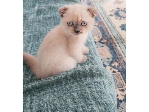 British shorthair ve scottish fold yavrular