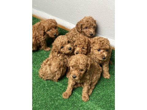 Şecereli red brown toy poodle yavrular