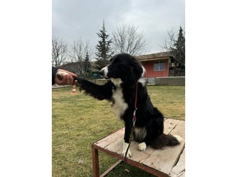 Eğitimli erkek border collie yavrusu