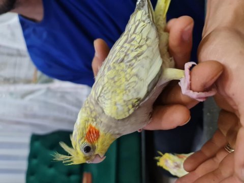 Henüz 1 aylık sultan papağanı ele alıştırmalık yavru 4 adet