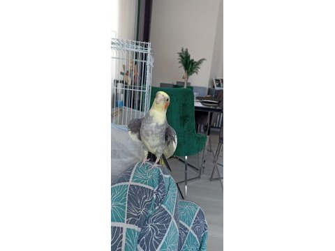 Konuşan erkek sultan papağanı