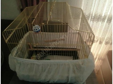 3-6 aylık, erkek sultan papağanı ve kafesi