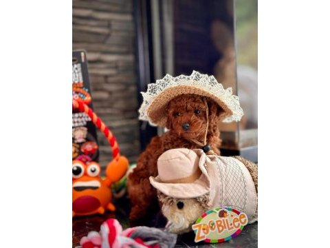 Red brown toy poodle yavrulari istanbul