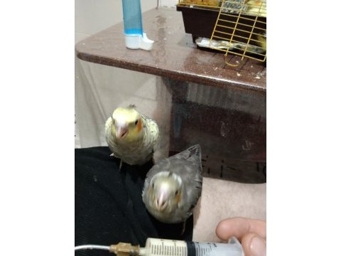 Yavru sultan papağanı el beslemesi