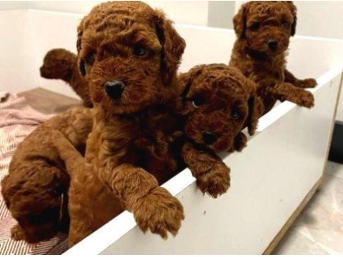Toy poodle red a kalite yavrular