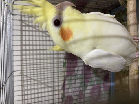 3 aylık lutino sultan papağanı
