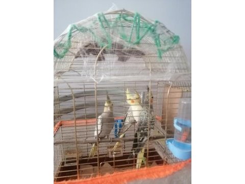 2 aylık yavru sultan papağanları
