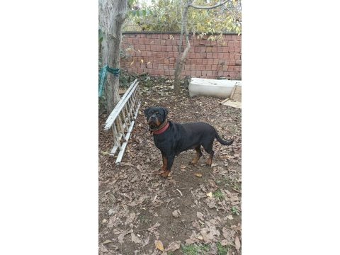 Dişi rottweiler köpeği