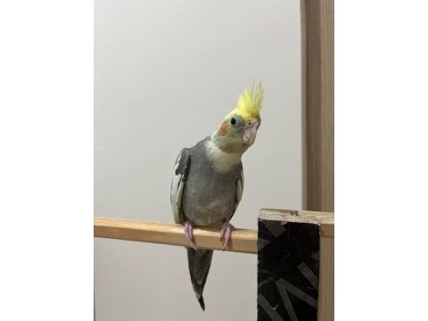 Bakımlı sultan papağanı