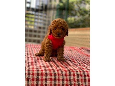 Red toy poodle