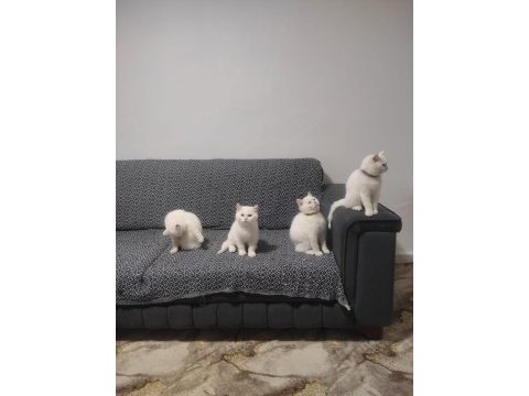 Kartopu british shorthair yavrularımız