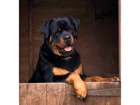 Macar kafa a şecereli rottweiler yavrular