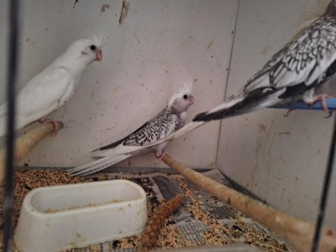 Yeni yeme düşmüş yavru sultan papağanları