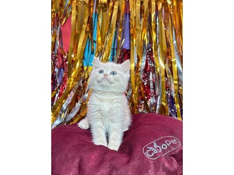 British shorthair white/bicolur