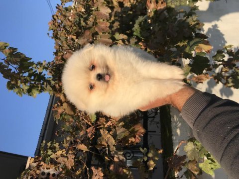 Ayı surat pomeranian boo bebekler