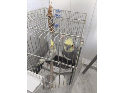 1.5 yaşında olan çift sultan papağanlar