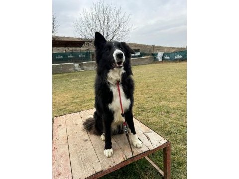 Eğitimli erkek border collie yavrusu