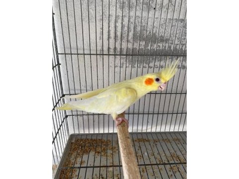 Albino lutino grey preal sultan papağanı yavrular mevcut