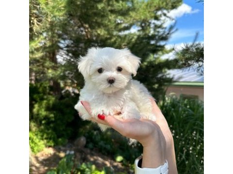 Maltese terrier yavruları