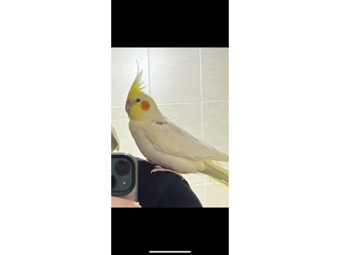 Sultan papağanı 1,5 yaşında